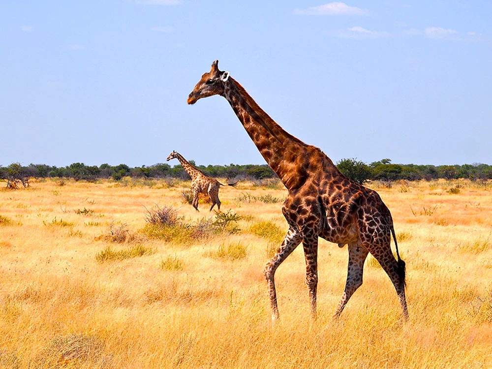 Tiere Afrikas
