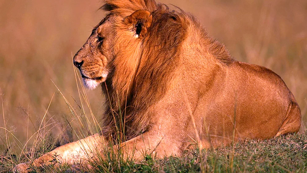 Tiere Afrikas