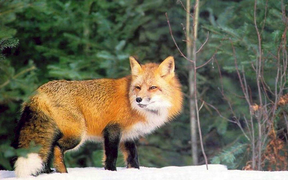 Waldtiere