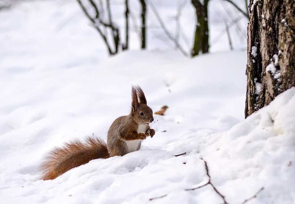 Wintertiere